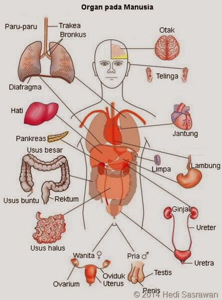 Yuu Belajar IPA Organ dan Sistem Organ